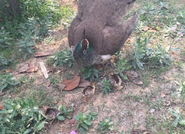 动物2.jpg