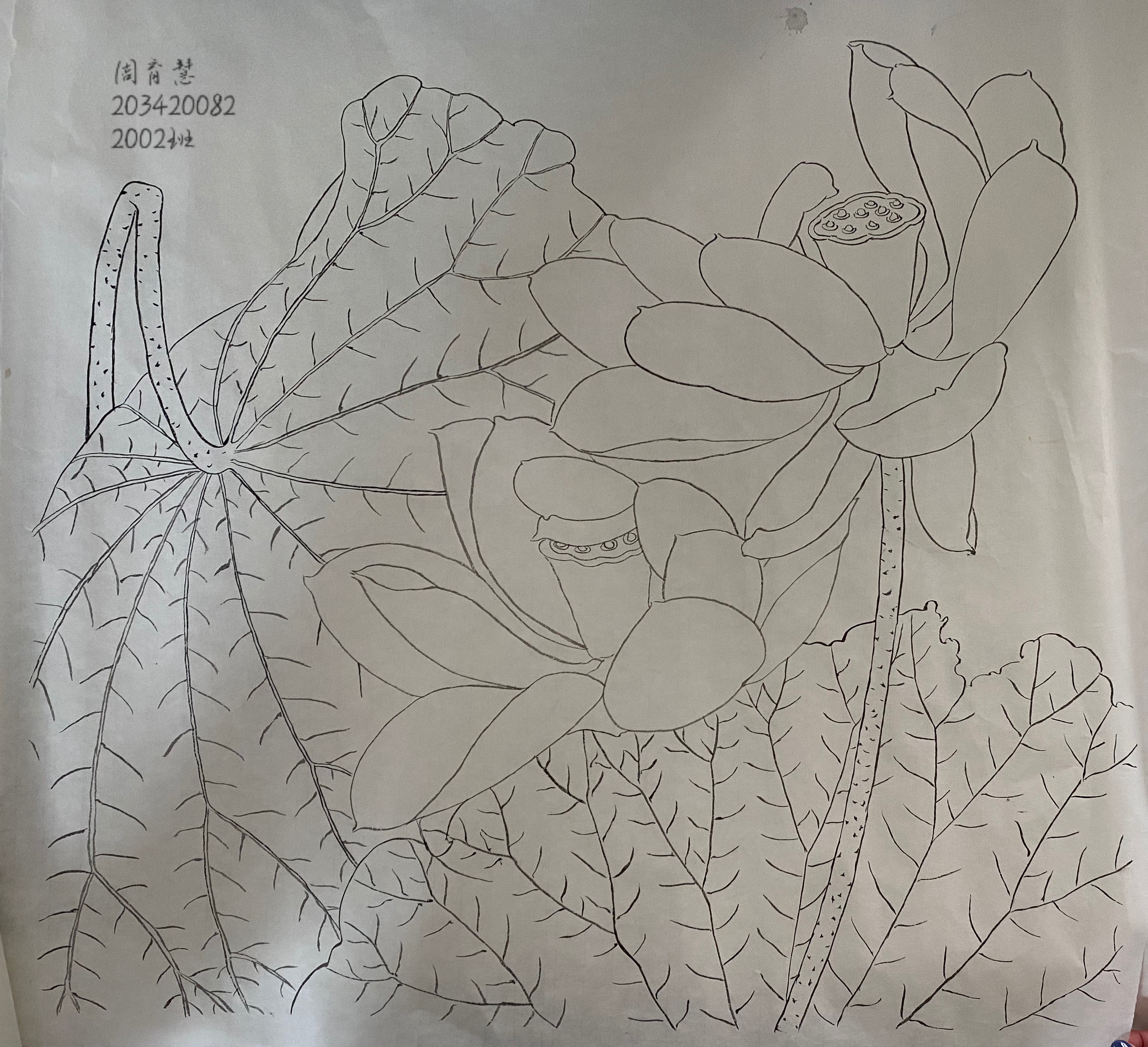 203420082  周育慧 2002班