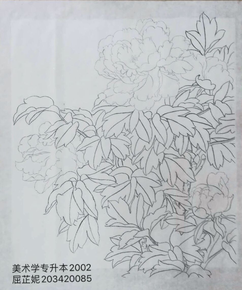 203420085屈芷妮
